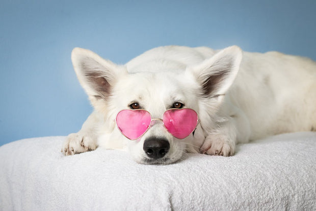 <h3>Trending Pet Products</h3>