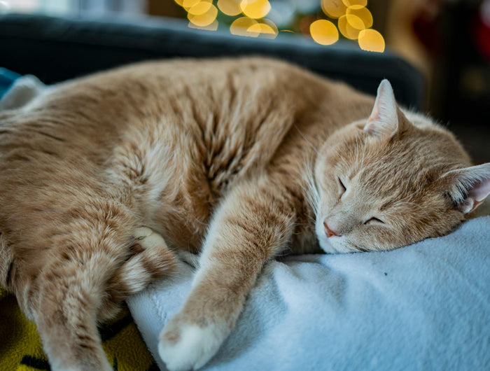 <h1>Pet Supplies</h1>